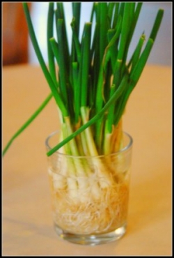 How to easily regrow your shallots