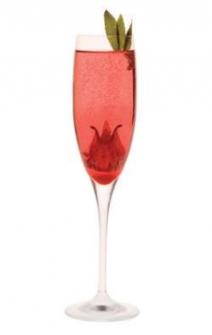 Hibiscus Champagne 